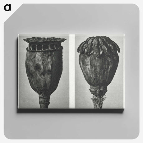 1-67_Karl-Blossfeldt_canvas