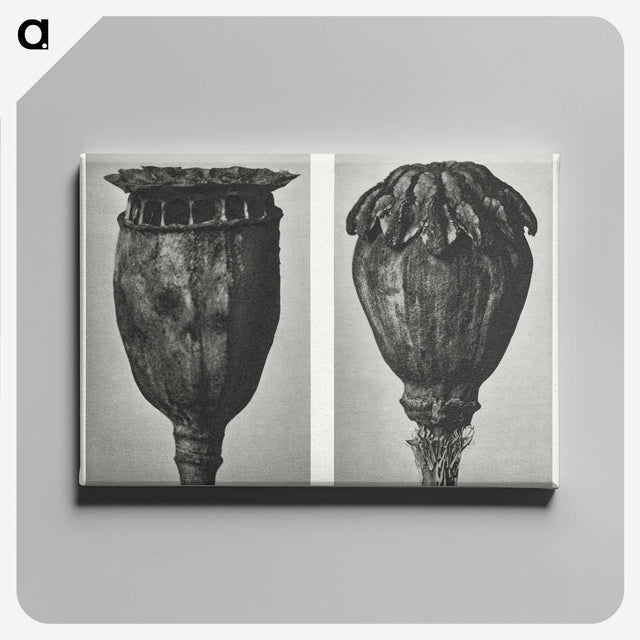 1-67_Karl-Blossfeldt_canvas