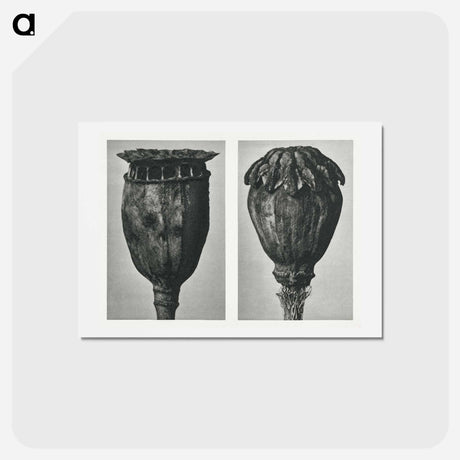 アートポストカード-Papaver (Poppy) - カール ブロスフェルト Postcard.