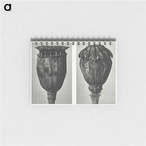 1-67_Karl-Blossfeldt_memo