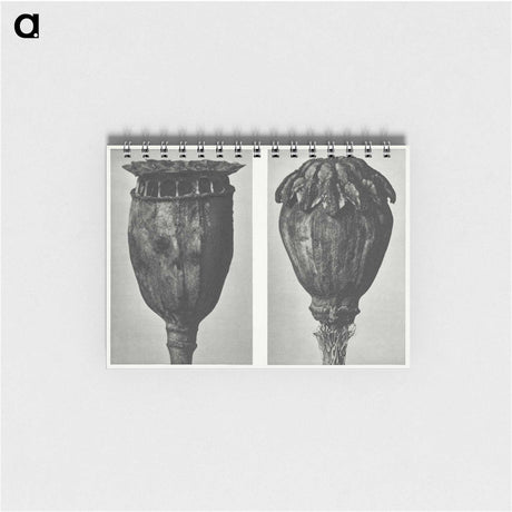 1-67_Karl-Blossfeldt_memo