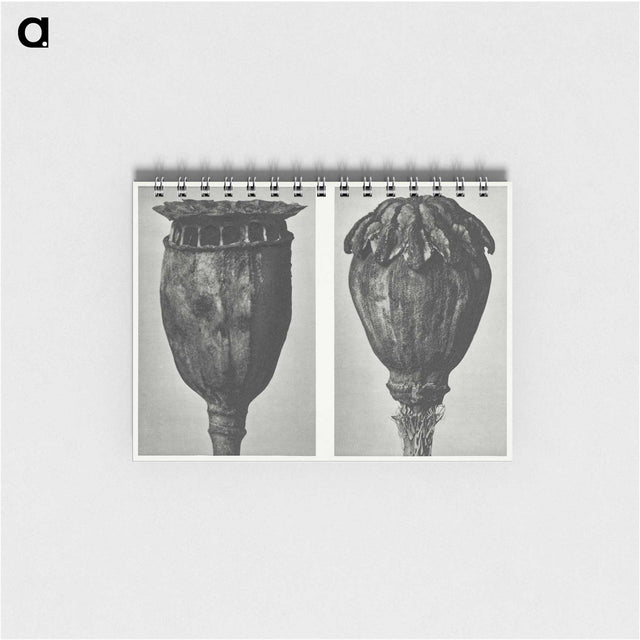 1-67_Karl-Blossfeldt_memo