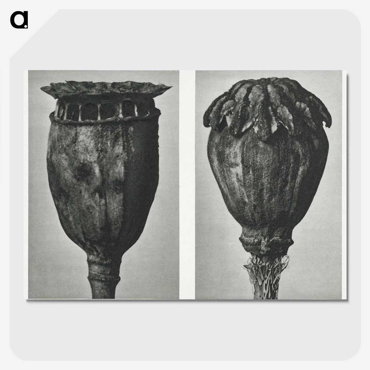 1-67_Karl-Blossfeldt_picture-crop
