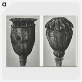 1-67_Karl-Blossfeldt_picture-crop