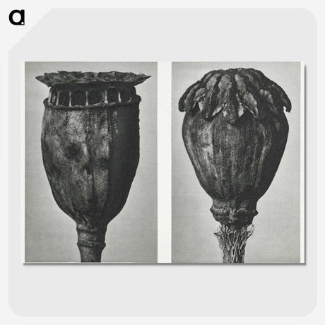 1-67_Karl-Blossfeldt_picture-crop