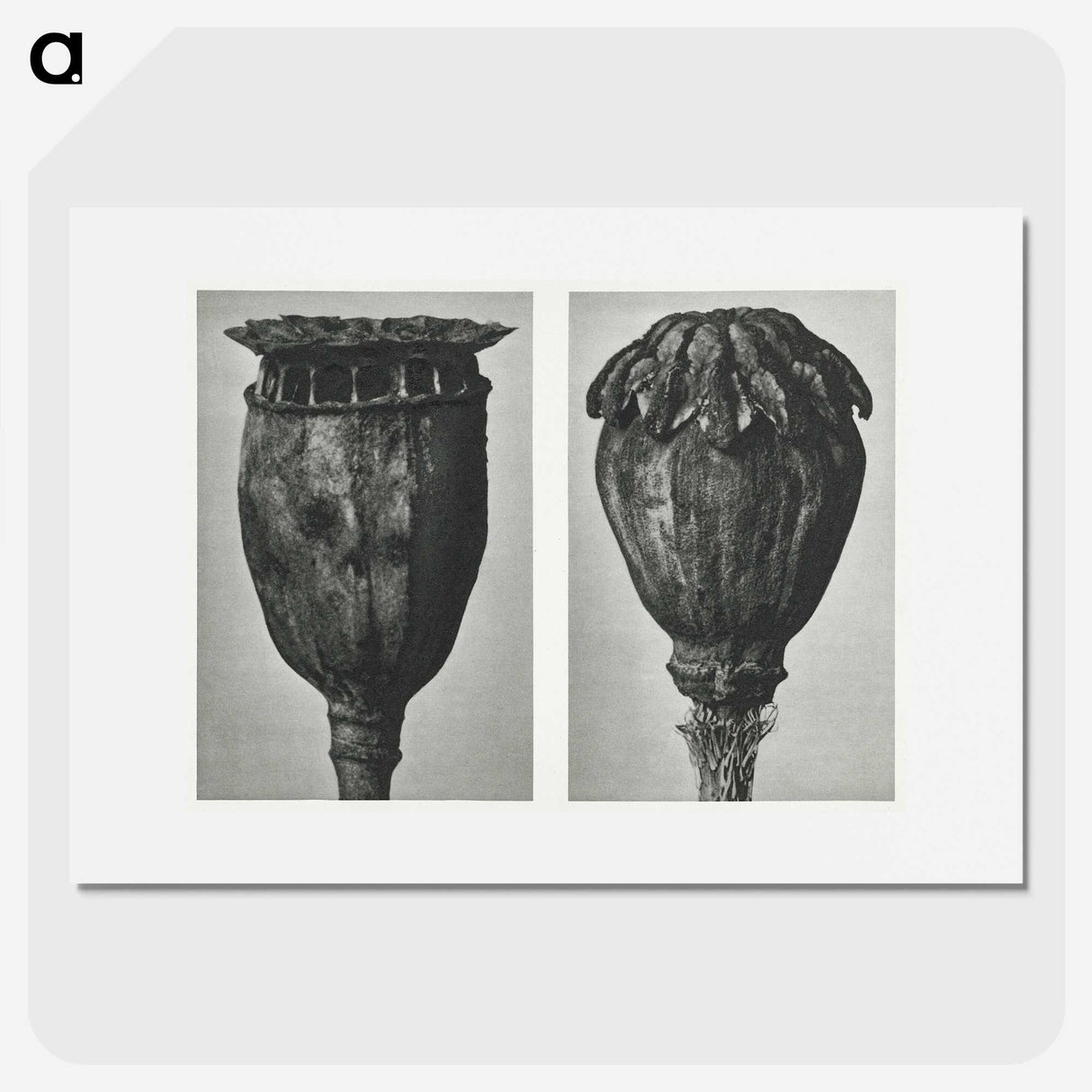 1-67_Karl-Blossfeldt_picture