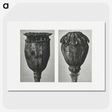 1-67_Karl-Blossfeldt_picture