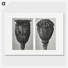 1-67_Karl-Blossfeldt_picture