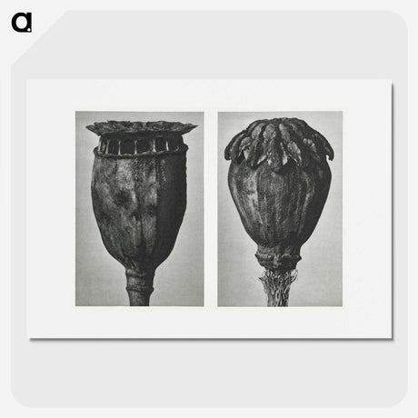 1-67_Karl-Blossfeldt_picture