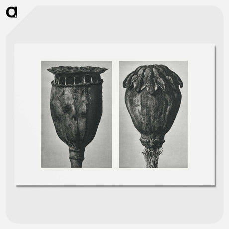 アートポスター-Papaver (Poppy) - カール ブロスフェルト Poster.