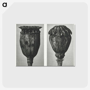 1-67_Karl-Blossfeldt_postcard