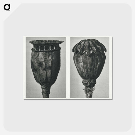 アートポストカード-Papaver (Poppy) - カール ブロスフェルト Postcard.