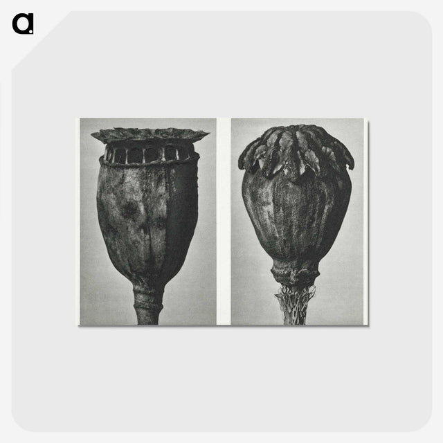 1-67_Karl-Blossfeldt_postcard