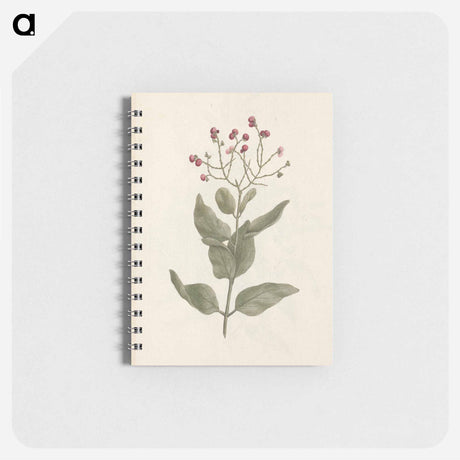 アートメモ帳-Ehretia cymosa Thonning
 - ルイージ バルガーニ Memo.