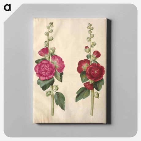 アートパネル-Alcea rosea
 - マリア ジビーラ メーリアン Canvas.