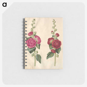 1-67_Maria-Sibylla-Merian_memo