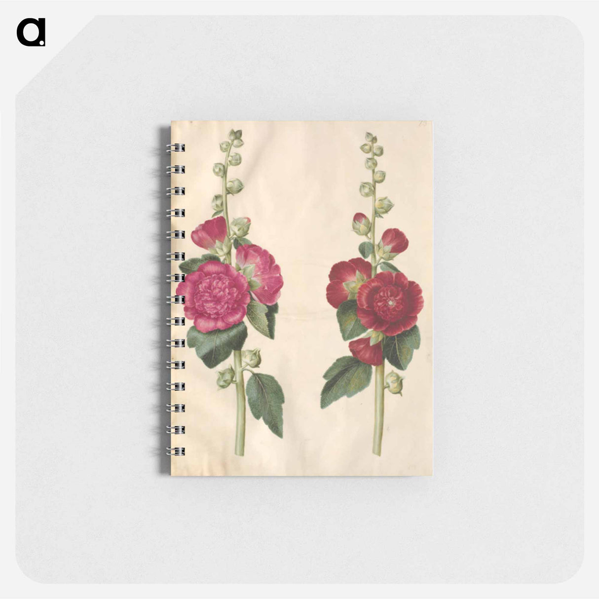 アートメモ帳-Alcea rosea
 - マリア ジビーラ メーリアン Memo.