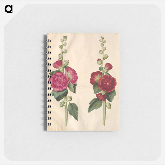 アートメモ帳-Alcea rosea
 - マリア ジビーラ メーリアン Memo.