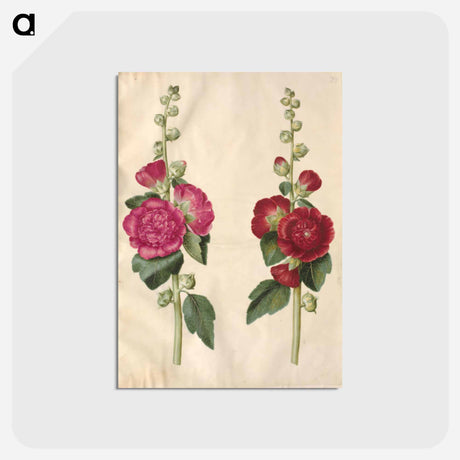 アートポストカード-Alcea rosea
 - マリア ジビーラ メーリアン Postcard.