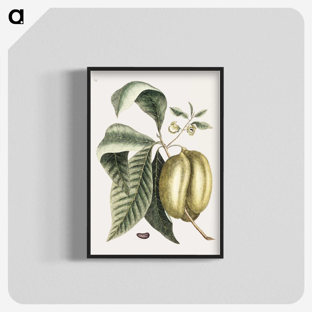 1-67_Mark-Catesby_blk-crop