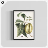 1-67_Mark-Catesby_blk-crop