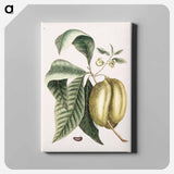 アートパネル-Pawpaw
 - マーク ケイツビー Canvas.