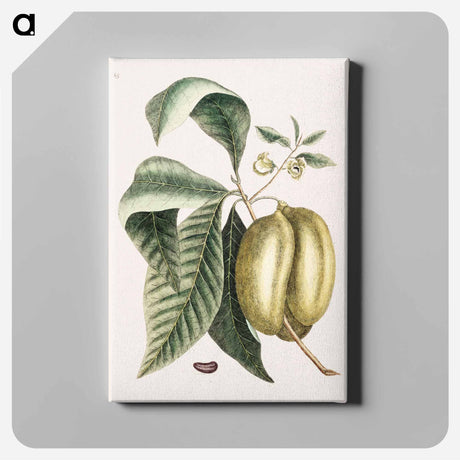 アートパネル-Pawpaw
 - マーク ケイツビー Canvas.