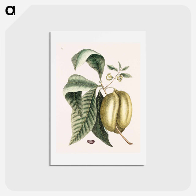 アートポストカード-Pawpaw
 - マーク ケイツビー Postcard.