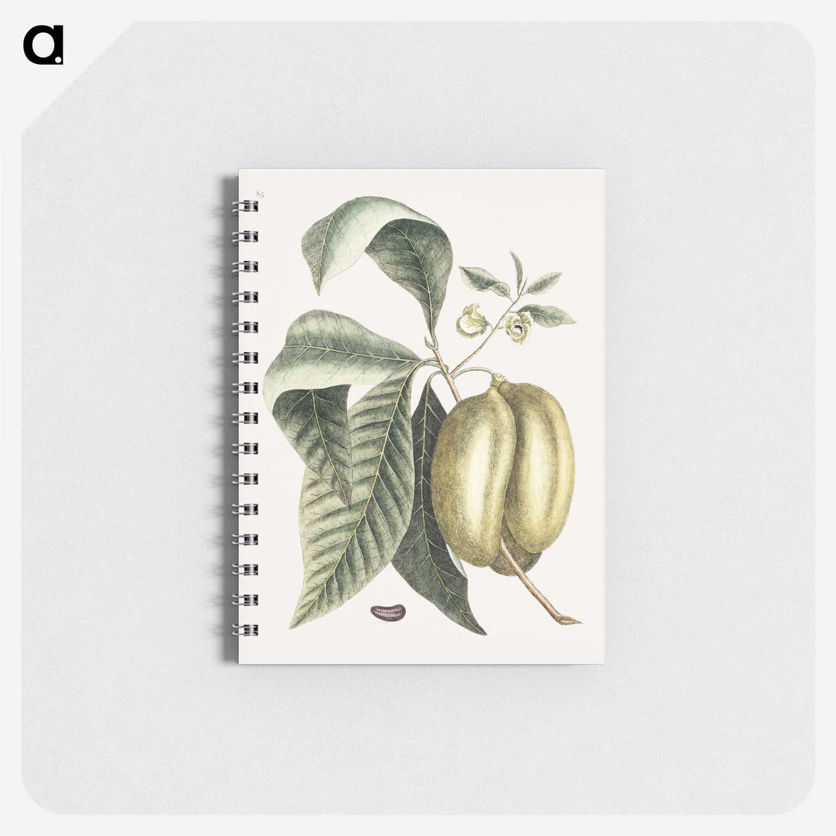1-67_Mark-Catesby_memo
