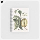 1-67_Mark-Catesby_memo