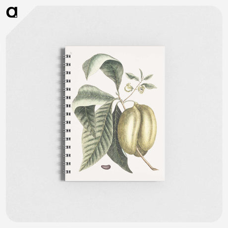 1-67_Mark-Catesby_memo