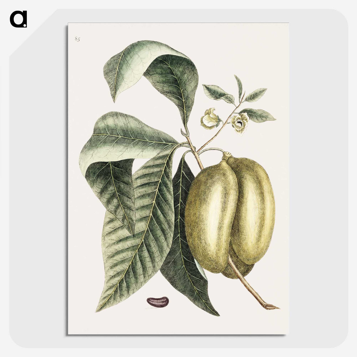 1-67_Mark-Catesby_picture-crop