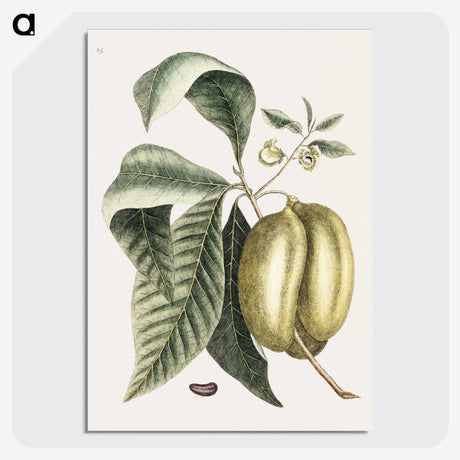 1-67_Mark-Catesby_picture-crop