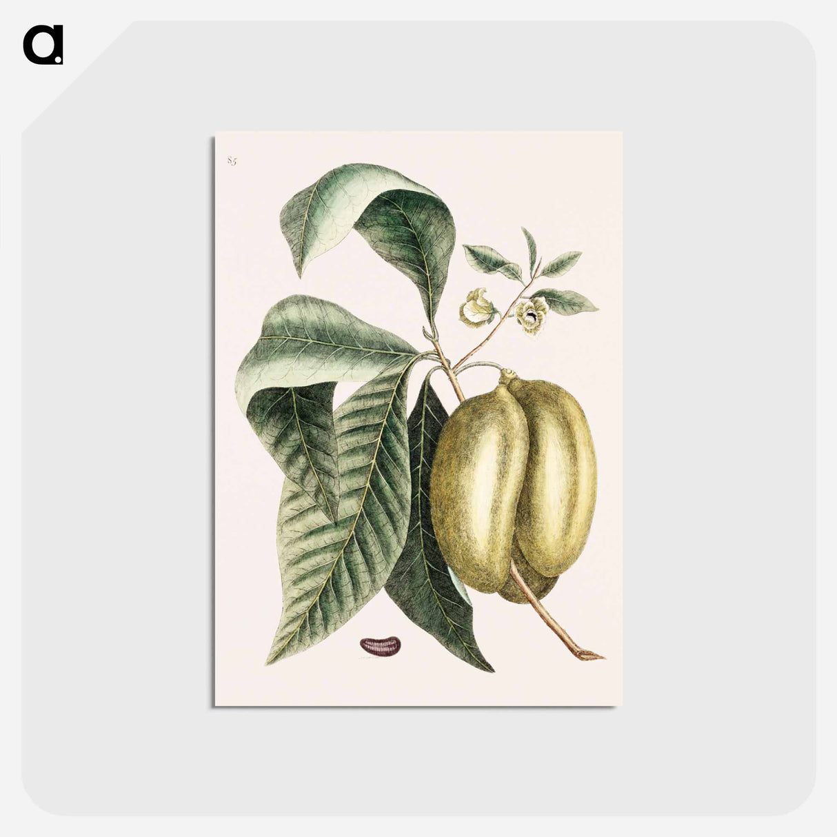 アートポストカード-Pawpaw
 - マーク ケイツビー Postcard.