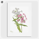 1-67_Mary-Vaux-Walcott_picture