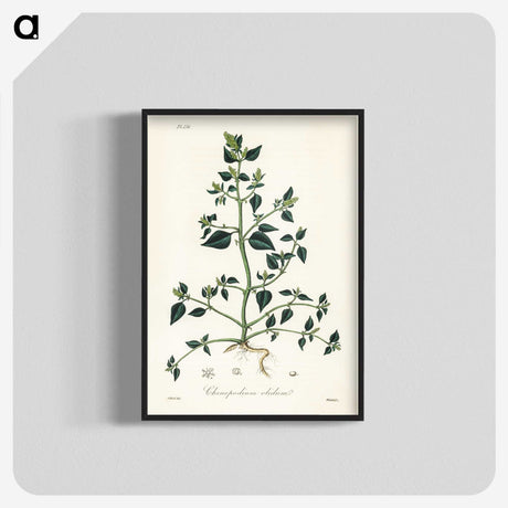 1-67_Medical-Botany_blk-crop