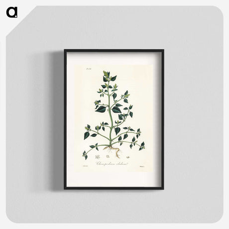 1-67_Medical-Botany_blk