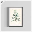 アートポスター-Chenopodium olidum
 - 薬用植物学 Poster.