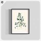 アートポスター-Chenopodium olidum
 - 薬用植物学 Poster.