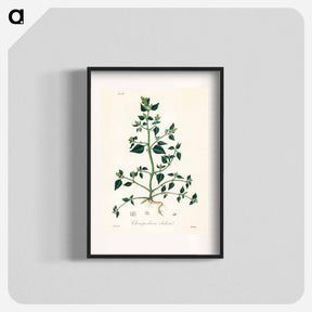 アートポスター-Chenopodium olidum
 - 薬用植物学 Poster.