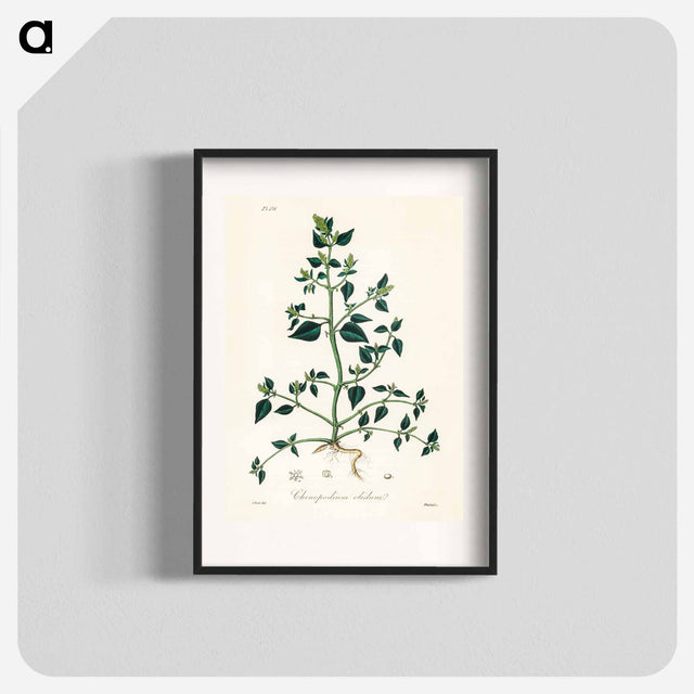 アートポスター-Chenopodium olidum
 - 薬用植物学 Poster.