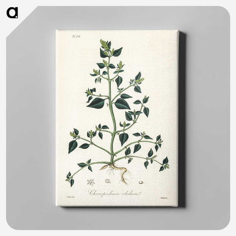 1-67_Medical-Botany_canvas