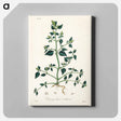 アートパネル-Chenopodium olidum
 - 薬用植物学 Canvas.