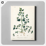 アートパネル-Chenopodium olidum
 - 薬用植物学 Canvas.