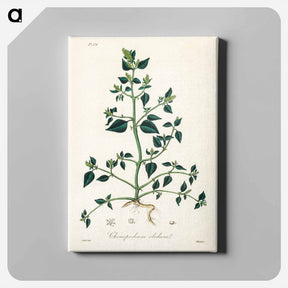 アートパネル-Chenopodium olidum
 - 薬用植物学 Canvas.