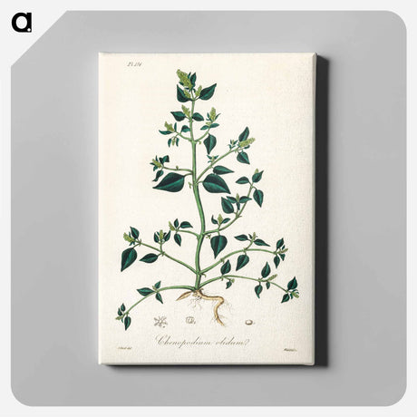 アートパネル-Chenopodium olidum
 - 薬用植物学 Canvas.