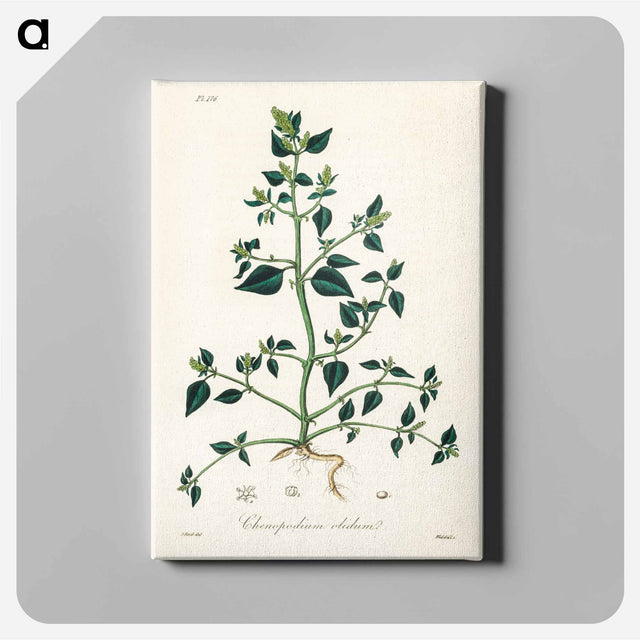 アートパネル-Chenopodium olidum
 - 薬用植物学 Canvas.
