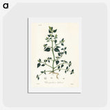 1-67_Medical-Botany_hagaki