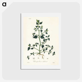 1-67_Medical-Botany_hagaki