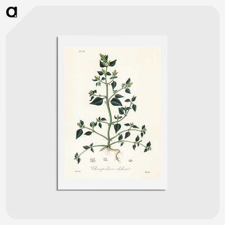 1-67_Medical-Botany_hagaki